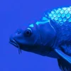 Blue Fish