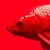 Red FIsh